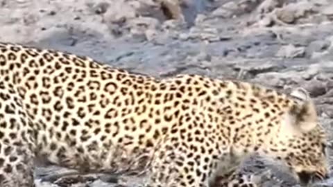 Leopard escapes Hippos jaws
