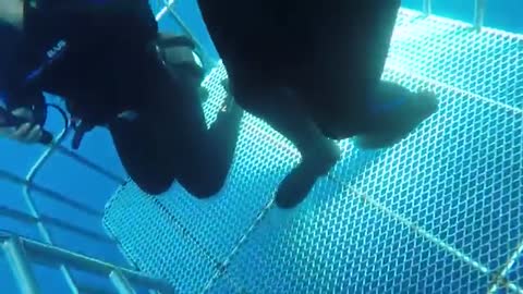 Great white shark swims into cage