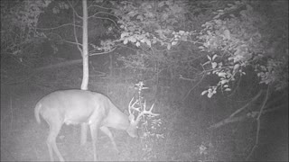 Fred Zepplin 2021, 9/19/21 Nice Buck & He's A Rubbin!