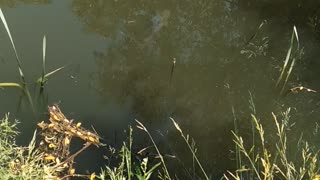 Fish swim near the fishing rod