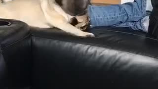 French Bulldog in major couch fail