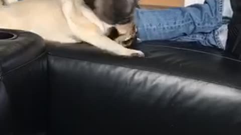 French Bulldog in major couch fail