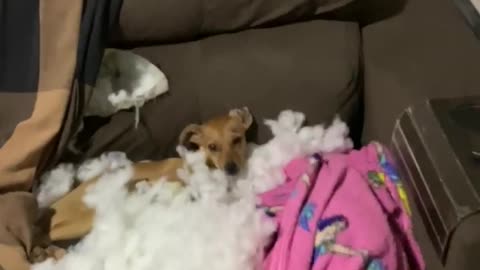 Small Dog Destroys Sofa