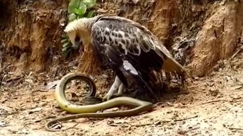 eagle catch snake