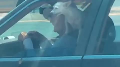 Small dog standing on old womans shoulder as she drives