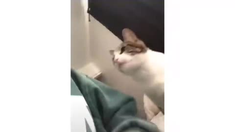 Funny cats do not try
