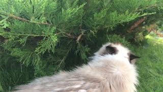 fluffy cat walks on a lawn