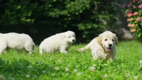 Puppies of golden retriever playing on the grass in a beautiful garden on a sunny day