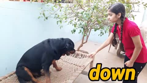 dog showing all training skills