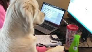 Golden Retriever makes working from home adorably difficult