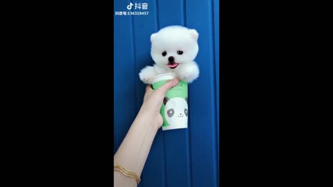 Tik Tok Puppies Cute and Funny Dog Videos Compilation 2021