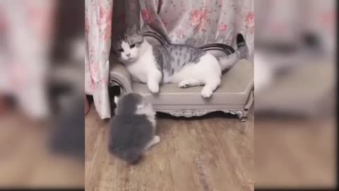 Mommy Cat doesn't like her Baby Kitten😿😿😿😿😂😂😂😂😂