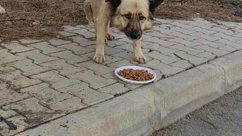 Lonely stray dog receives a plate of food
