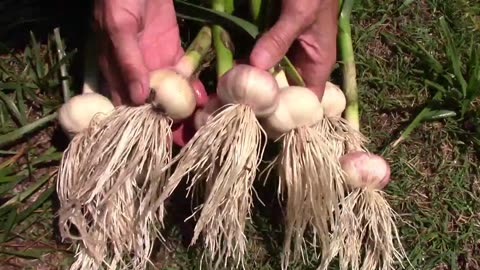 I Grew 6 Types Of Garlic, and These Are My 3 Favorites
