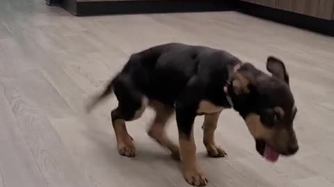 Cute Dog Dancing