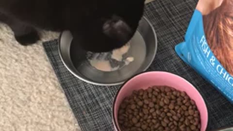 Luna loving her treat!