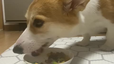 A dog that eats delicious homemade snacks.