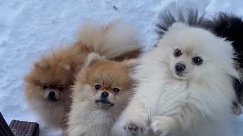 Adorable puppy get steamrolled by older Newfie cousin