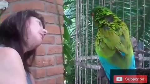 Funny angry parrot talking