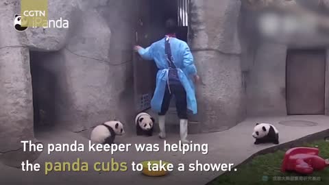 Funniest moments of panda babies