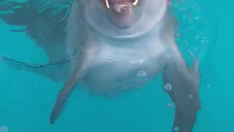 Dolphin is a beautiful animal