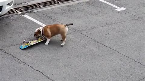 Skateboarding bulldog in car parking
