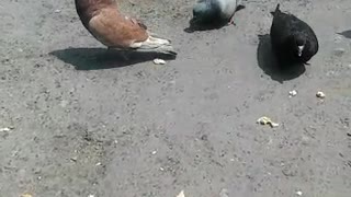Feed street pigeons