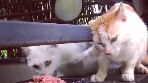 Funy Cats Video 😼 Bast Funny Video Cats & Dohgs