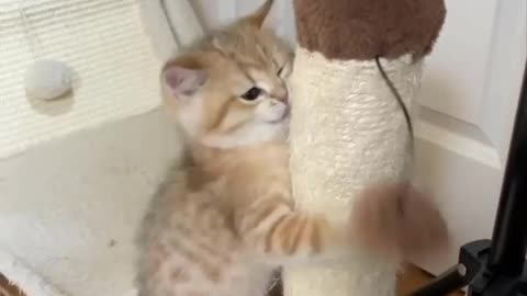 The cutest cat is try to climb up 🙀😍