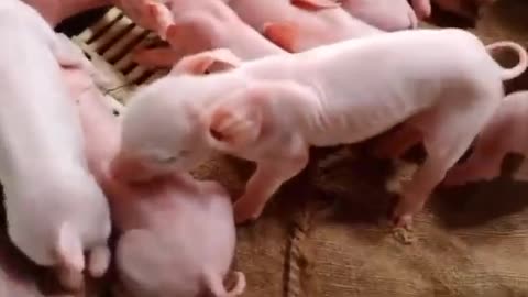 Impatient Loud Piglets