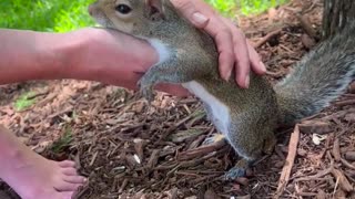 Romeo the Squirrel Loves Being Held While Eating and Being Pet ||