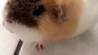 Guinea pig eating carrot