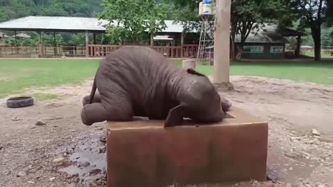 Baby Elephant taking bath...See this beautiful video