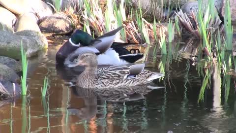 American Ducks Clean Up In Lake