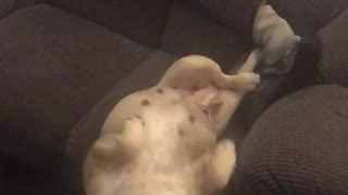 Dog falls off couch
