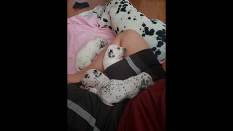 Dalmatian puppies