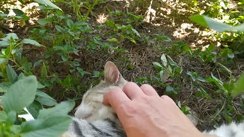 Кот отдыхает на природе))
