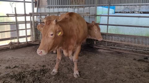 A cow in the fence