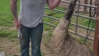 Emu Has Feelings for William