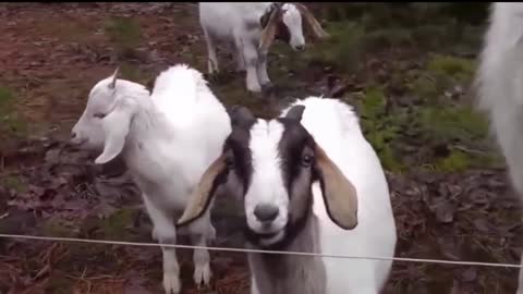 #Animals Getting Shocked with Funny Sound Effects!! Trust me not to laugh