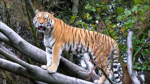 A Siberian Tiger standing on large tree branch!