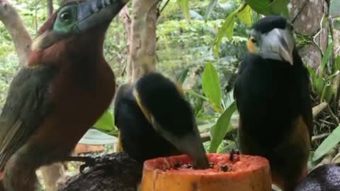 Family of Toucans Araçaripoca, feeding.♾