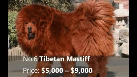 Top 10 most expensive dog /knowledge