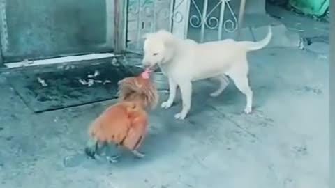 Chicken and Dog fights