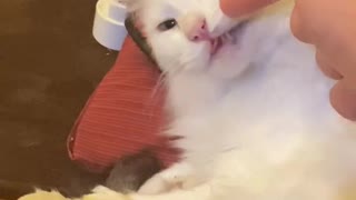 Biting cat