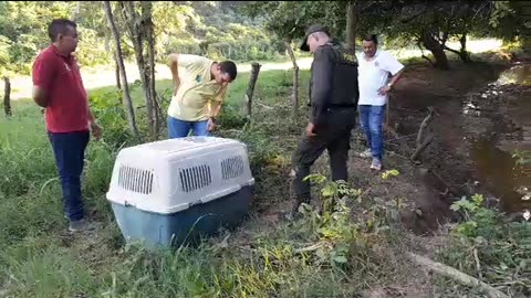 Se camufló con palos y hojas para cazar a un Mono Aullador Rojo pero la Policía lo capturó