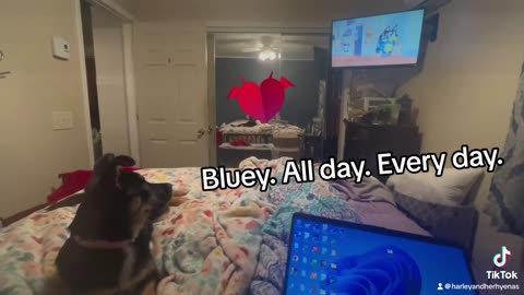 Bluey. All day, every day.