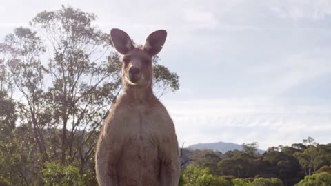 Kangaroos from australia ! You must see this vidio for your knowladge | Part 2