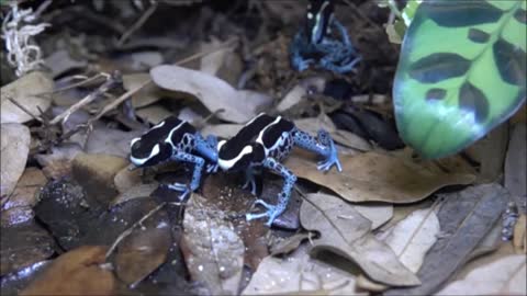 Blue Tree Frogs Slow Motion Capture