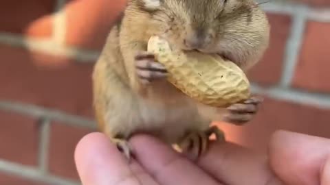 The cute chipmunk is eating peanuts